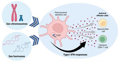 Frontiers Consequences Of Sex Differences In Type I IFN Responses For